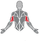 Male Tricep Implants